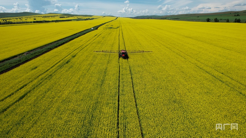 奋进内蒙古·发展有底气｜以“绿”为脉在呼伦贝尔读懂生态发展的方向(图3)
