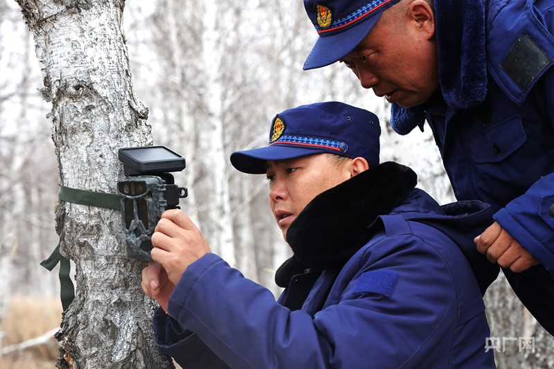 奋进内蒙古·发展有底气｜以“绿”为脉在呼伦贝尔读懂生态发展的方向(图1)